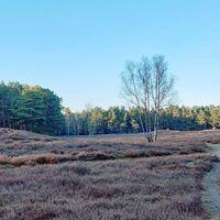 Klein Bünstorfer Heide in Bad Bevensen – Heidefläche mit Hügelgräbern