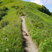 Murmeltier am Schlappoltkopf