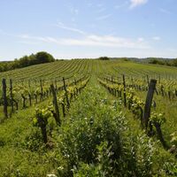 Weinberglandschaft im Frühling