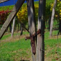 Weingarten mit "Schloss"