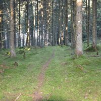 Im Wald beim Gotterhäusle