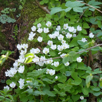 Wald- und Wiesenwege