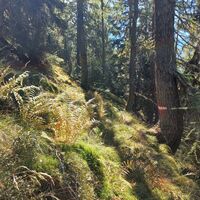 Waldweg zu Schladminger Alm