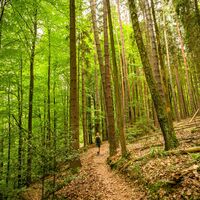 Ein ganzes Stück wandern wir auf dem historischen Grenzweg