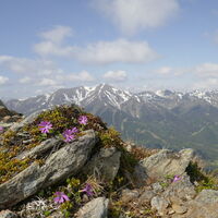 Clusius Primel mit Bergpanorama