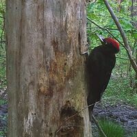 Ohrdruf Schwarzspecht auf Futtersuche