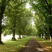 Historische Lindenallee am Schlossteich.