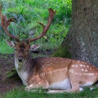 Junger Damhirsch