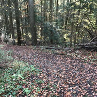 Abzweigung im Wald