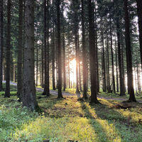 Sonnenstrahl im Wald bei Willingen
