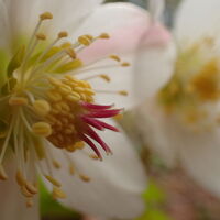Schneerosenblüte im Detail