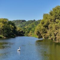 Schwan in der Jagst