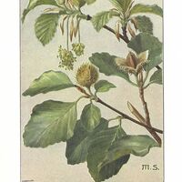 Blätter, Blüten und Früchte der Rot-Buche
