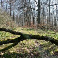 Exdorf - zur Platte