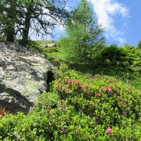 Almrauschblüte auf der Koralpe