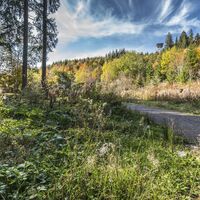 Wald am Schluchsee