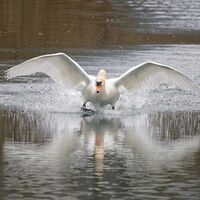 Schwan