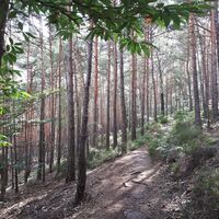 Mediteranes Flair auf dem Weinsteig Richtung Wachtenburg bei Wachenheim