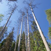 Kelot, Tornimäen Pfad