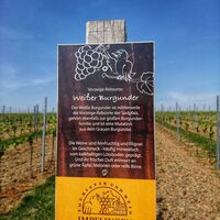 Infotafel zu Weißer Burgunder