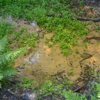 Emsquelle in Schloß Holte-Stukenbrock