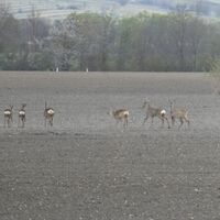 Wildtiere Niederösterreich