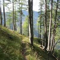Hinternaßwald - Grenzriegel - Amaißbichl