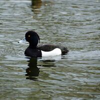 Ohrdruf Ente auf dem Rasenteich