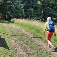 Der weg führt über die Wiese