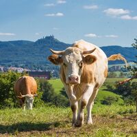 Natur pur in Hechingen-Bechtoldsweiler