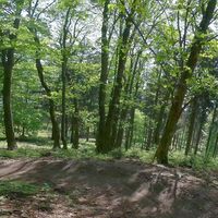 Harmlose erhöhte Kurven