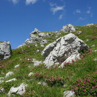 Felsen mit Almrausch gesäumt
