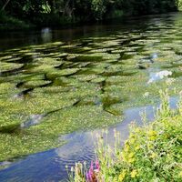 Die Saale bei Kaulsdorf