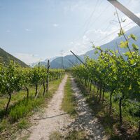 Durch die Weinberge