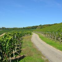 tegerfelden-weg-durch-die-reben