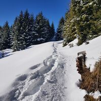 Schneeschuhtrail Panüöl-Prodalp