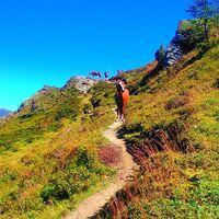 Pferdeherde entlang des Weges