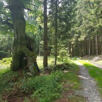 Weg zum Rabenwaldkogel_NUP Pöllauer Tal_Oststeiermark