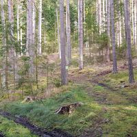 10.8 km Rechts markierte Abzweigung im Wald nach Neuniederschrems