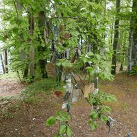 Der Wunschbaum