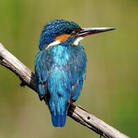 eisvogel-auf-ast-klingnauerstausee-birdlife-naturzentrum