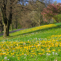 Blumenwiese im Kurpark von Waldbronn