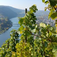 Weinreben mit Ausblick auf Mehring
