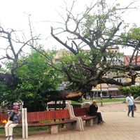 Der Maulbeerbaum von Karađorđe, Smederevo