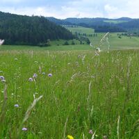 Blick von der Kuppe "Friesenkreuz" in das Europaschutzgebiet