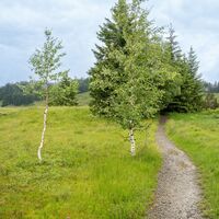 Der Weg durch das Kojenmoos