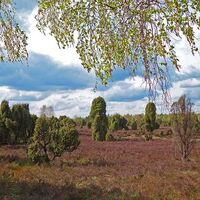 Ellerndorfer Wacholderheide