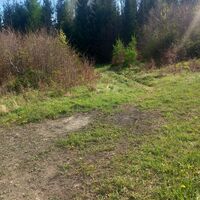 Einstieg in den Wald zum Steinkogel
