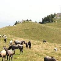 Sommerweiden der Lipizzaner-Junghengste