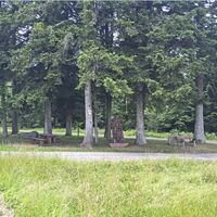 Wald